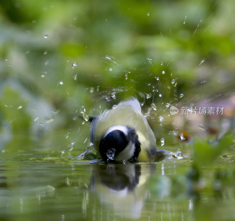 大山雀(Parus major)洗澡